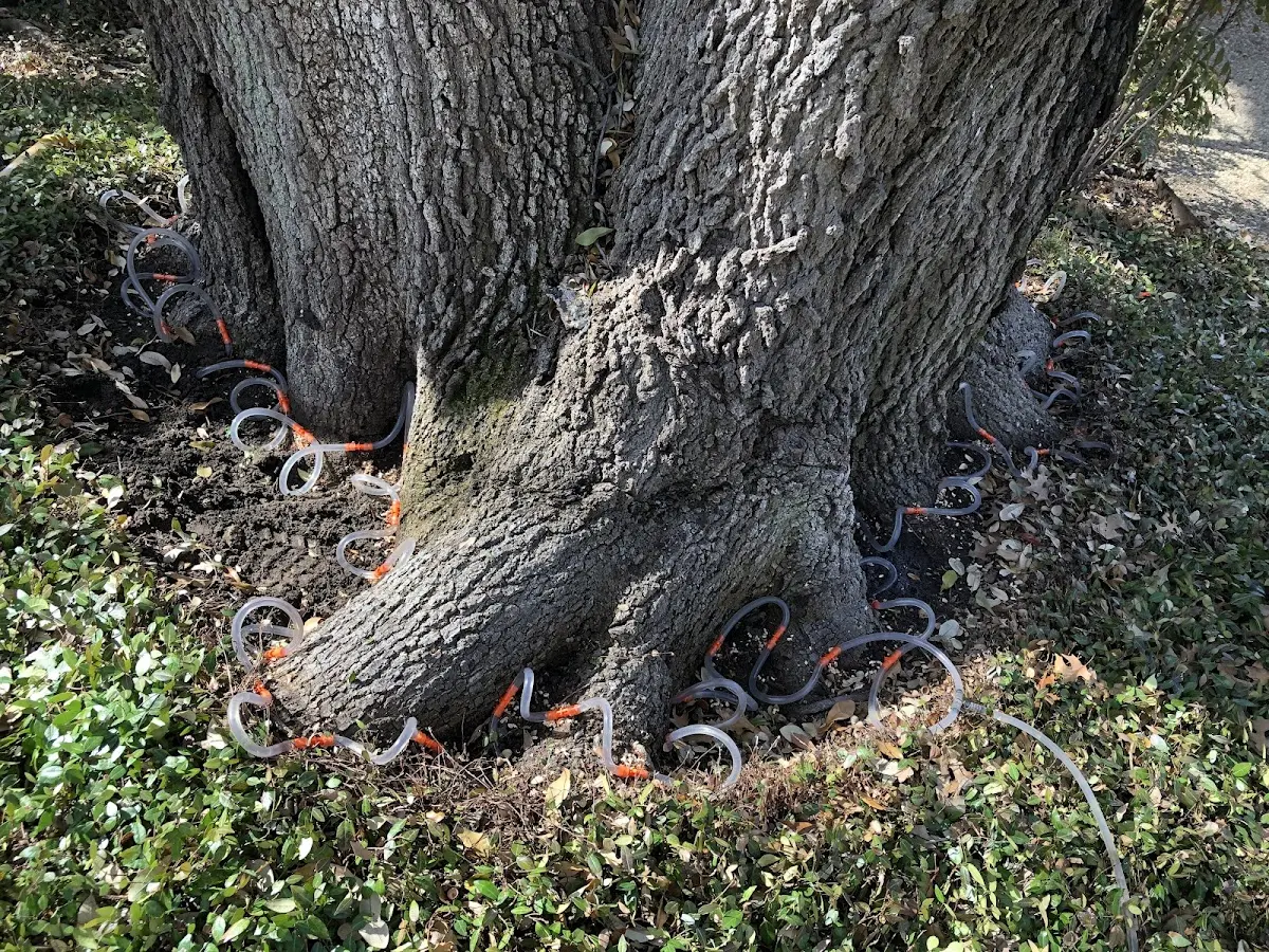 Detailed Shrub and Hedge Trimming job site in Lavonia